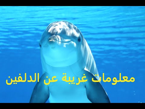 حقائق عن الدلفين