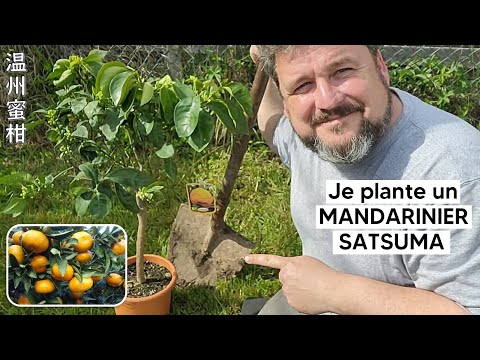 Vidéo: Où sont cultivés les satsumas dans le monde ?