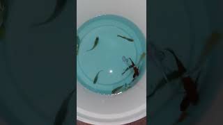 Özel Tür Lepistesler