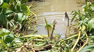 Nhớ thông điệp 5k đi ra câu cá thiên nhiên cá tra cá rô phi mùa dịch