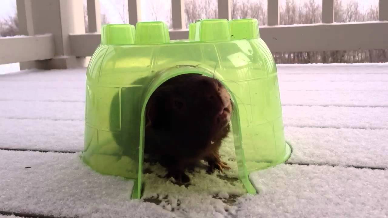 Guinea Pig first experience with snow YouTube