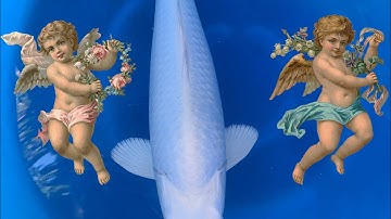 Phân biệt cá Koi đực và cá Koi cái (Giới tính cá Koi)