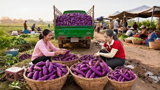Harvesting 500kg Sweet Potatoes In The Forest With Thanh Hien To Make Traditional Sweet Potato Food