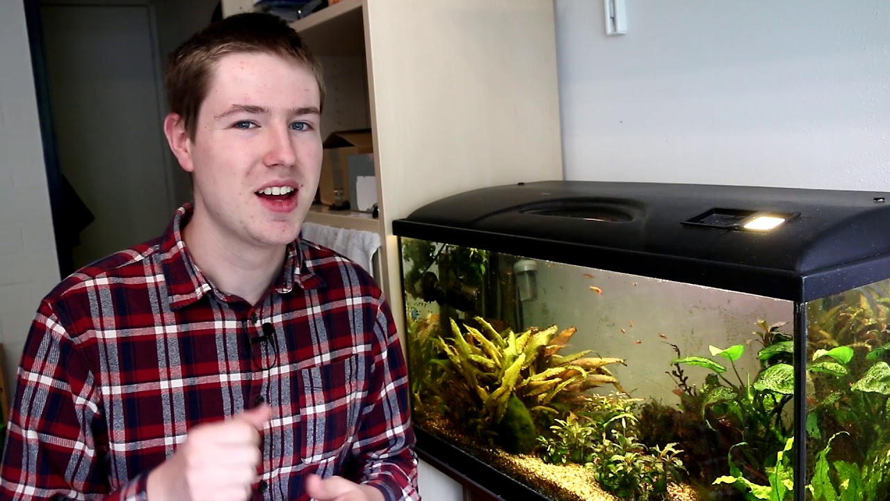 Why Do Aquarium Plants Pearl? Tiny air bubbles formed by plants YouTube