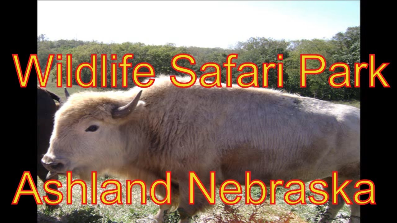 drive through safari ashland ne