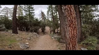 The Woodland Trail. Hiking in Big Bear, CA. Beautiful Short Hike. Perfect Weather and Day. 5/10/24