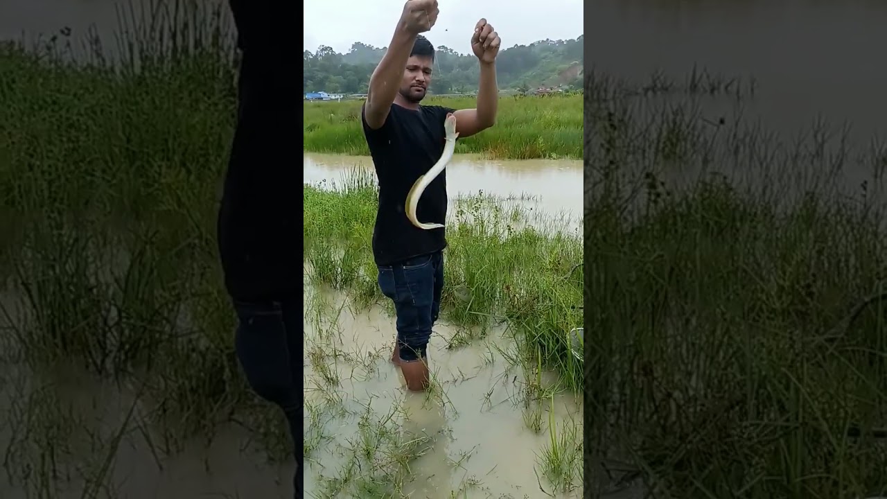 Big baam fish/ big tambu fish very big 🐠 5 head snake hook fish #shorts ...