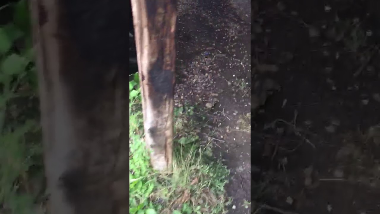 Here Greta and her puppies lived romania currency