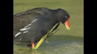 سبحان الله شكل الوجه والأرجل في آخر المقطع.. توثيق دجاج الماء  Common moorhen  ظفار سلطنة عمان  oman