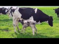 Boer gerrit vlogt Het eerste kalfje dat buiten geboren is in 2017