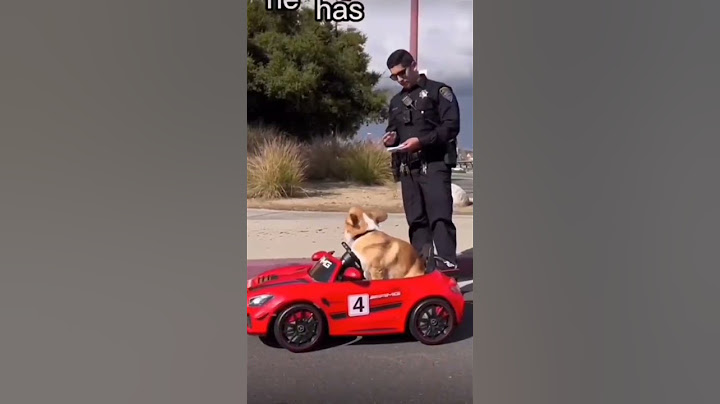 cachorro dando fuga da polícia #dog #fuga #insana #policia #car