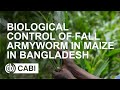 Biological Control of Fall Armyworm in Maize in Bangladesh