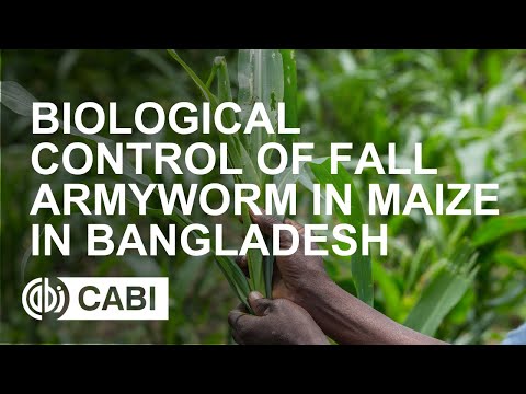 Video: Pagkontrol At Pagkilala sa Pinsala ng Beet Armyworm