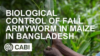 Biological Control of Fall Armyworm in Maize in Bangladesh