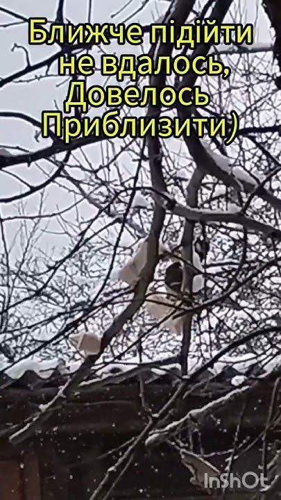 Синички взимку - YouTube