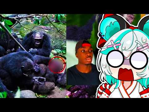 One Mistake and This Chimp Lost It All || First Time Casual Geographic Reaction