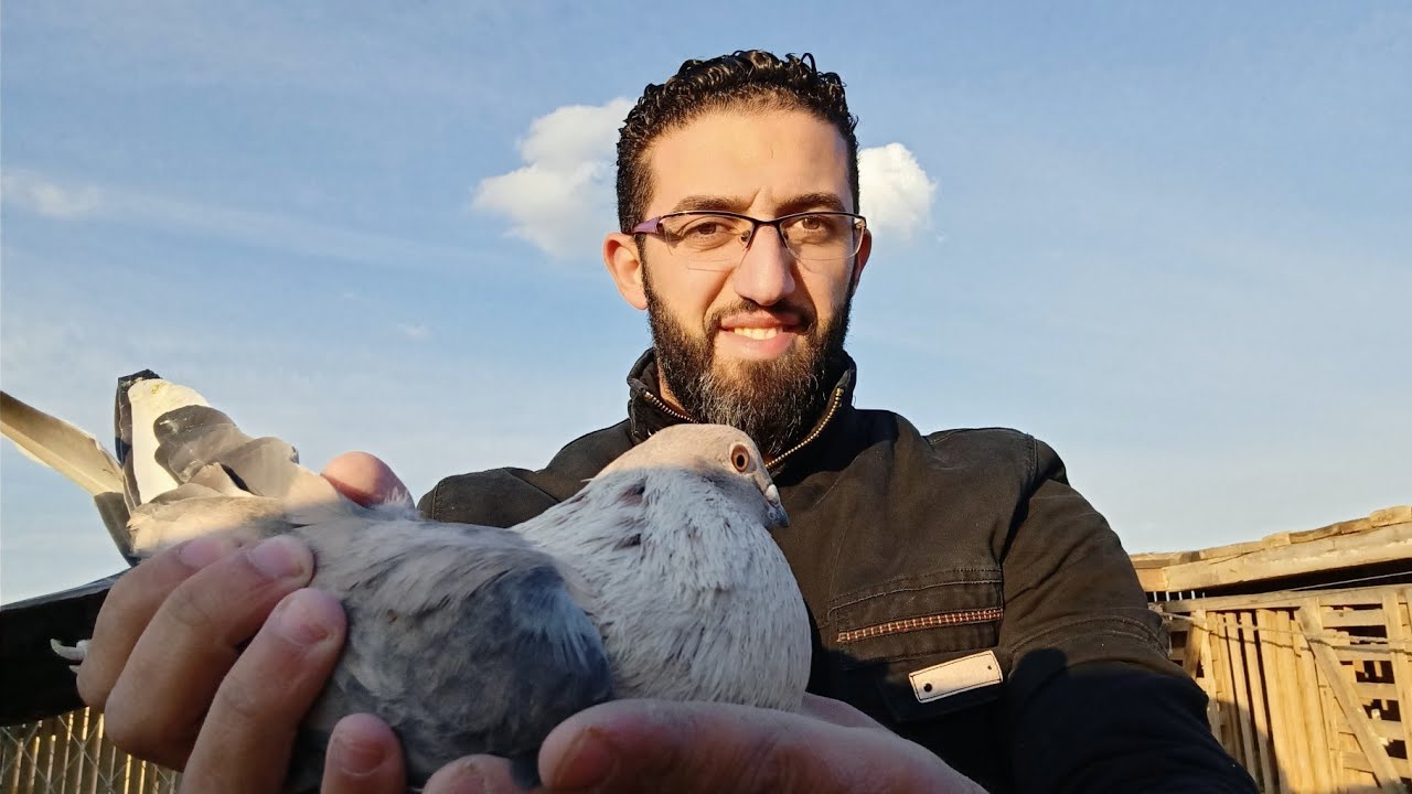 العلاج النهائي لتورم والتهاب اقدام الحمام 🕊️🕊️ في اقل من يومين