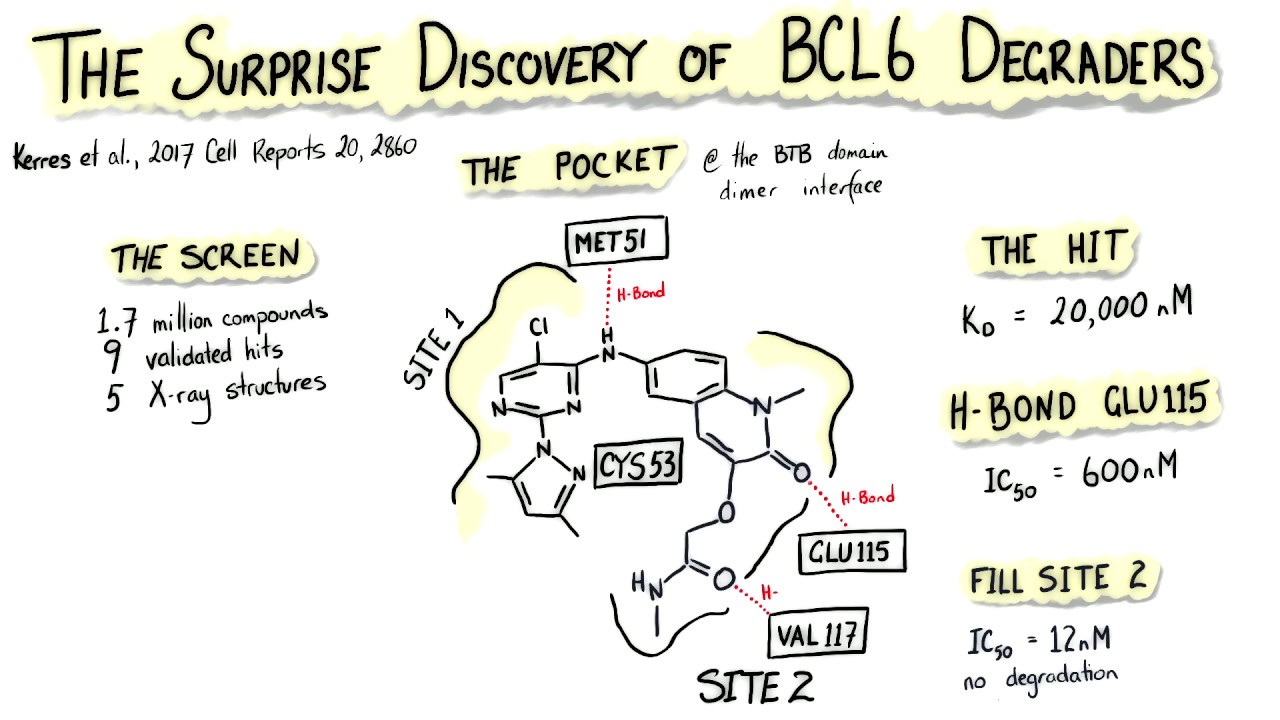 Surprise Discovery of BCL6 Degraders