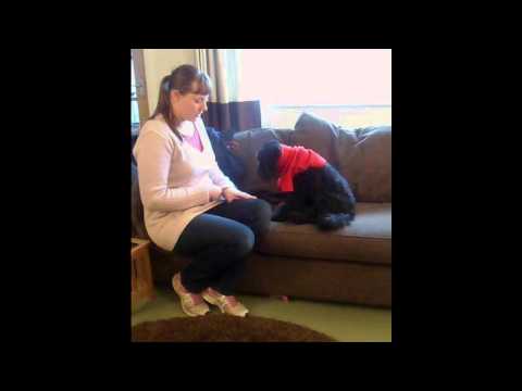 How To Teach Your Dog To Enjoy Wearing Their Coat