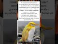 Золотой пингвин: Самая редкая птица на планете! 🐧✨