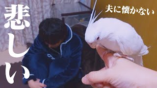 【悲報】うちのインコが一生懐かない件 【悲報】うちのインコが一生懐かない件
