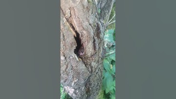 tree creeper nest and eggs #2