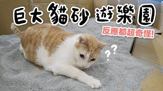 【黃阿瑪的後宮生活】打造巨大貓砂遊樂園反應都超奇怪啦