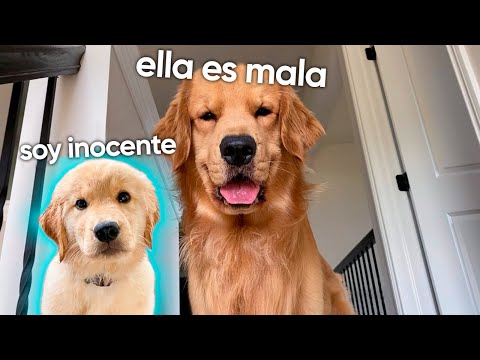My dog is having a puppy playdate | Part 1