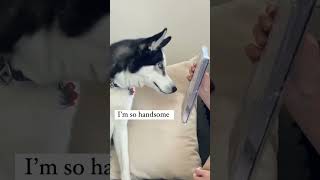 Best Gift For Dog Moms