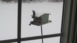 Hungry Birds