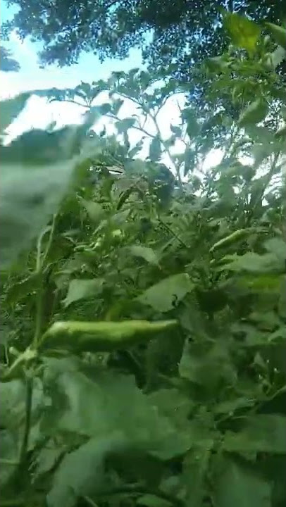 Cabe Rawit Super Tumpang Sari Jahe