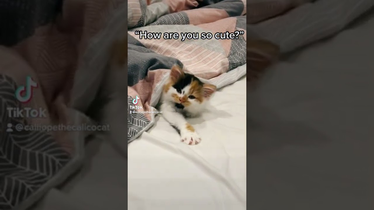 The struggles of being a kitten🐱 