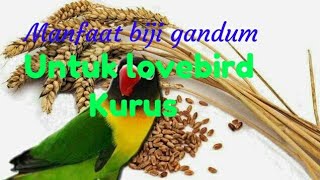 Inilah manfaat Biji gandum dapat mengobati burung lovebird sakit kurus dan nyilet