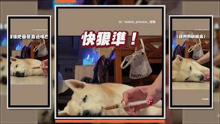 姐趁狗熟睡悄悄走到身邊 快狠準將藥送入口中