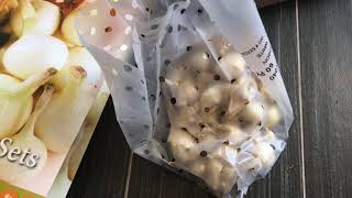 How to Grow Yellow and Red Onions from Onion Sets and Harvesting