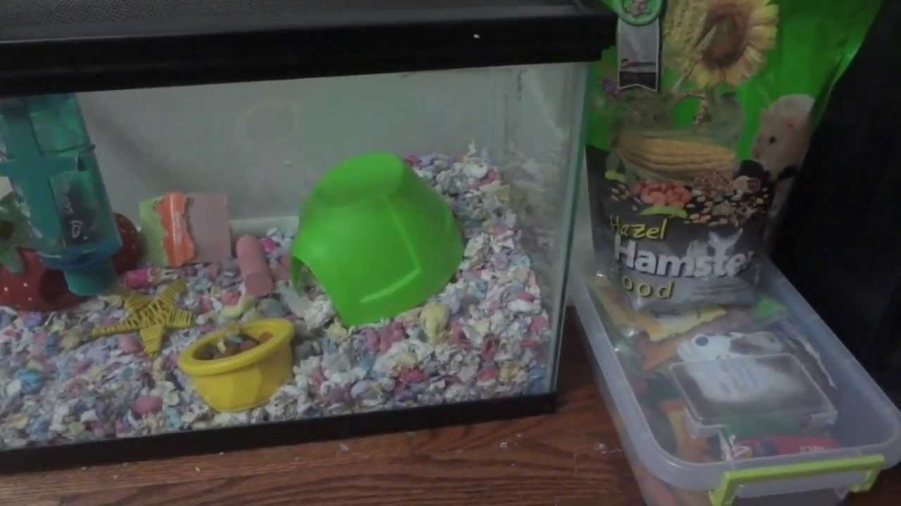 august 2019 Updated Hamster Organization