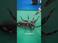 Turning Dead Spiders Into Robots 😮