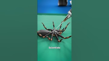 Turning Dead Spiders Into Robots 😮