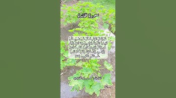 سورة المائدة ٦٨ #قرآن #قران #قرآن_كريم #اكسبلور #quran #قران_كريم #قرأن