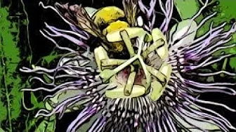 Passionflower Dreams Passionflower Dreams