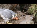 我在山洞边发现游隼，鸟妈妈正在孵化幼鸟，看巢中现在啥情况