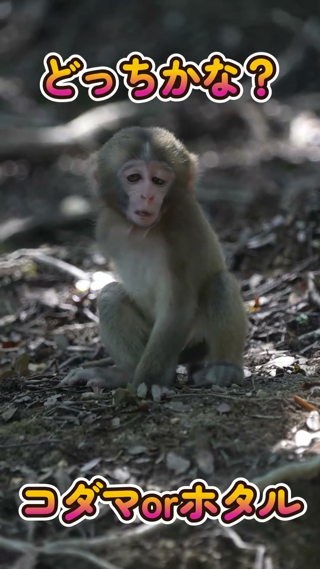 久々の『さあ、どっちシリーズ』コダマ君orホタル君 #monkey #赤ちゃん