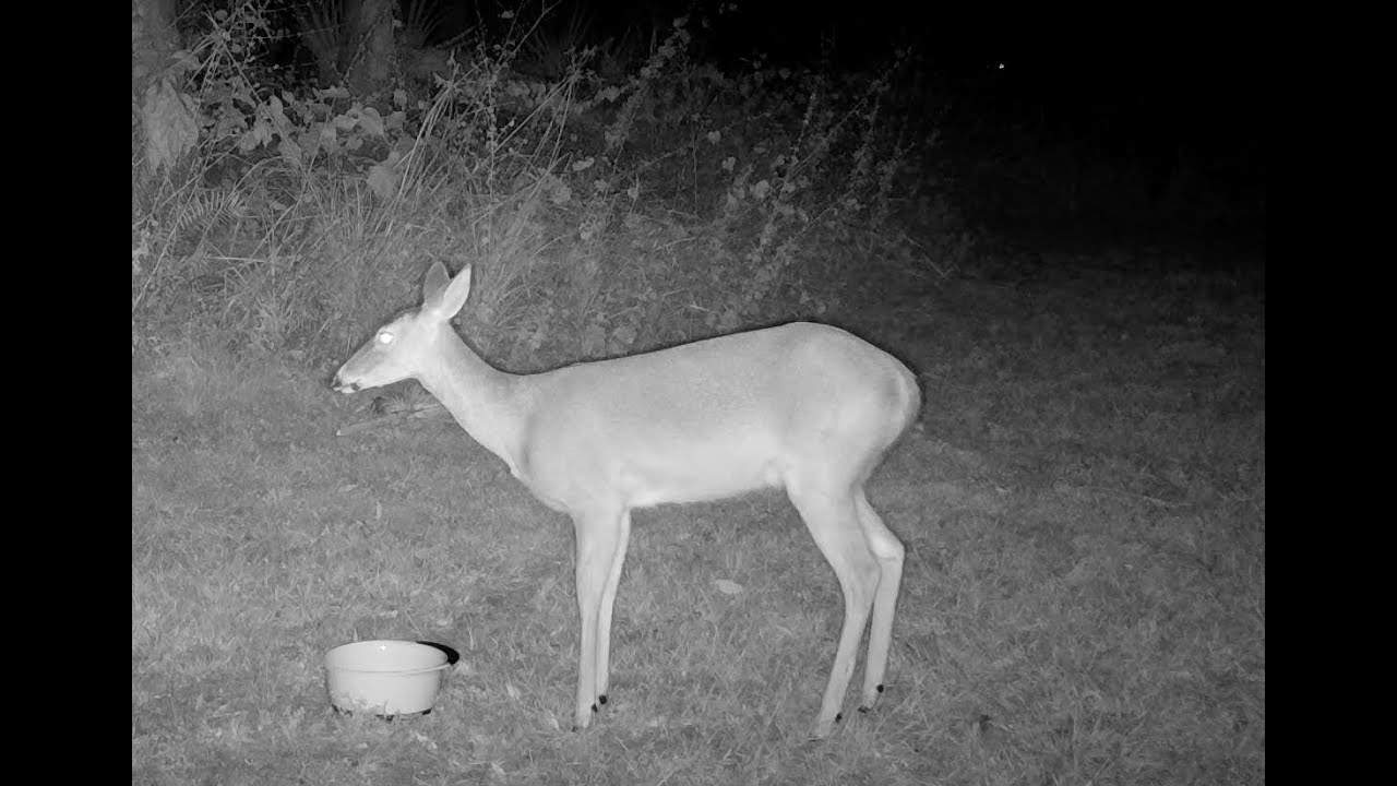 SWFL Trail Cam: 27DEC21 - 04JAN22