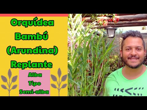 Vídeo: Replantes bambú?