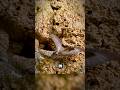 Incredible Snake Mimics Spider to Hunt Birds (watch till the end) #shorts
