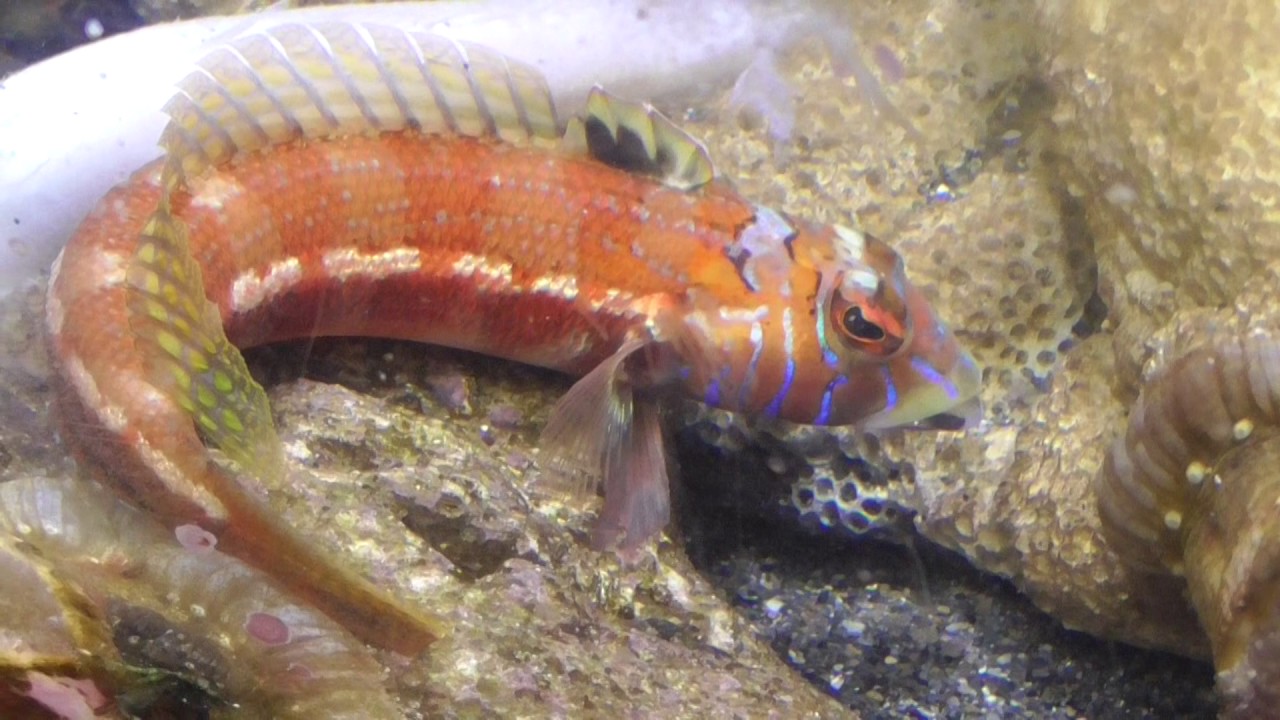 トラギスって魚 知っていますか 投げ釣りで極めて稀にヒットすることがあります Youtube