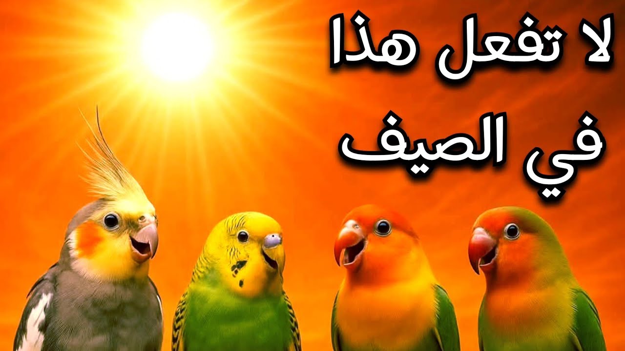 احمي طيورك من الهلاك في الصيف! أخطاء قاتلة ونصائح ذهبية 🐦☀️