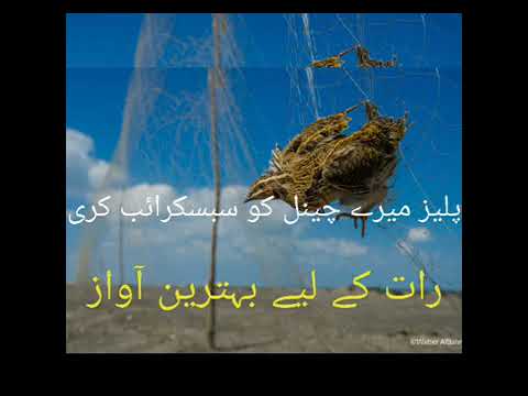 Night Quail sound - YouTube