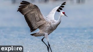 Audubon's Rowe Sanctuary's Crane Camera powered by EXPLORE.org