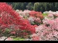 JG☆☆☆4K 長野 花桃の里 Nagano,Peach Flowers at Hanamomo no Sato
